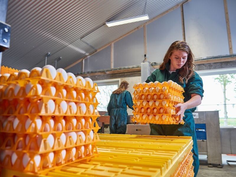 student pluimveehouderij met eieren aeres farms aeres hogeschool dronten